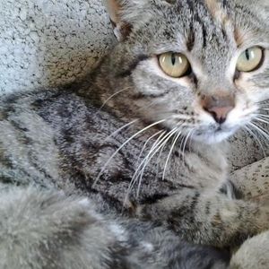 Meet your Posher, Rose